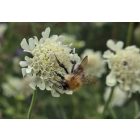 Scabiosa Ochroleuca - Vajszínű Ördögszem