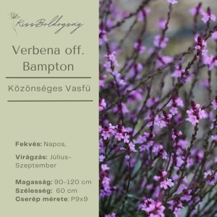 Verbena officinalis Bampton - Közönséges vasfű nagyvirágú
