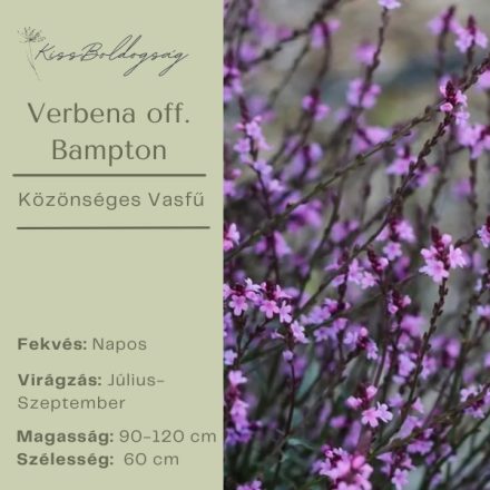 Verbena officinalis Bampton - Közönséges vasfű nagyvirágú
