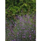 Verbena officinalis Bampton - Közönséges vasfű nagyvirágú