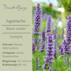 Agastache ‘Black Adder’ - Izsópfű