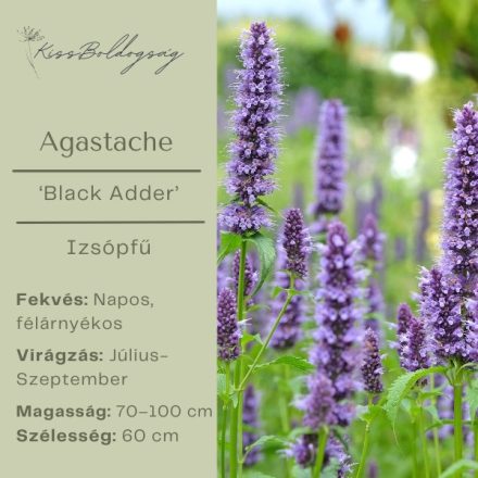 Agastache ‘Black Adder’ - Izsópfű