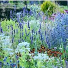 Agastache ‘Black Adder’ - Izsópfű