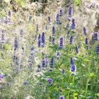 Agastache ‘Black Adder’ - Izsópfű