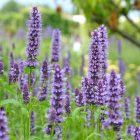 Agastache ‘Black Adder’ - Izsópfű