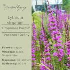 Lythrum virgatum ‘Dropmore Purple’- Vesszős Füzény