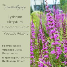 Lythrum virgatum ‘Dropmore Purple’- Vesszős Füzény