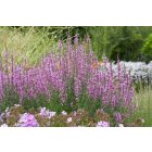 Lythrum virgatum ‘Dropmore Purple’- Vesszős Füzény