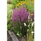 Lythrum virgatum ‘Dropmore Purple’- Vesszős Füzény