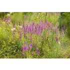 Lythrum virgatum ‘Dropmore Purple’- Vesszős Füzény