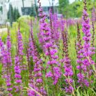 Lythrum virgatum ‘Dropmore Purple’- Vesszős Füzény