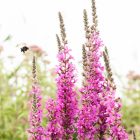 Lythrum virgatum ‘Dropmore Purple’- Vesszős Füzény