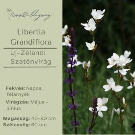Libertia Grandiflora - Új-Zélandi Szaténvirág