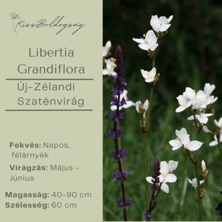 Libertia Grandiflora - Új-Zélandi Szaténvirág