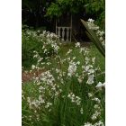 Libertia Grandiflora - Új-Zélandi Szaténvirág