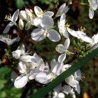 Libertia Grandiflora - Új-Zélandi Szaténvirág