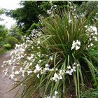 Libertia Grandiflora - Új-Zélandi Szaténvirág