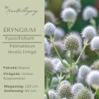 ERYNGIUM yuccifolium - Pálmaliliom levelű Iringó