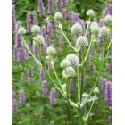 ERYNGIUM yuccifolium - Pálmaliliom levelű Iringó