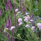 ERYNGIUM yuccifolium - Pálmaliliom levelű Iringó