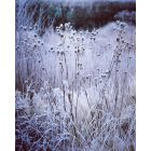 ERYNGIUM yuccifolium - Pálmaliliom levelű Iringó