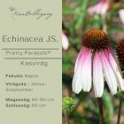 Echinacea hybrida JS‘Pretty Parasols®’- Kasvirág 