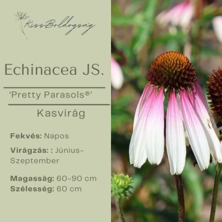 Echinacea hybrida JS‘Pretty Parasols®’- Kasvirág 