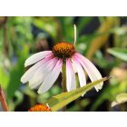Echinacea hybrida JS‘Pretty Parasols®’- Kasvirág 