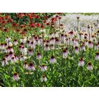 Echinacea hybrida JS‘Pretty Parasols®’- Kasvirág 