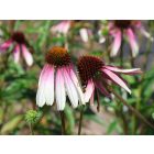 Echinacea hybrida JS‘Pretty Parasols®’- Kasvirág 