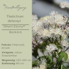 Thalictrum delavayi ‘Ghent Ebony®’ - Borkóró Ében