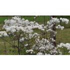 Thalictrum delavayi ‘Ghent Ebony®’ - Borkóró Ében