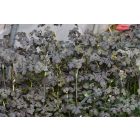 Thalictrum delavayi ‘Ghent Ebony®’ - Borkóró Ében