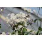 Thalictrum delavayi ‘Ghent Ebony®’ - Borkóró Ében