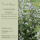 Calamintha nepeta - Mirigyes Pereszlény