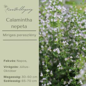 Calamintha nepeta - Mirigyes Pereszlény
