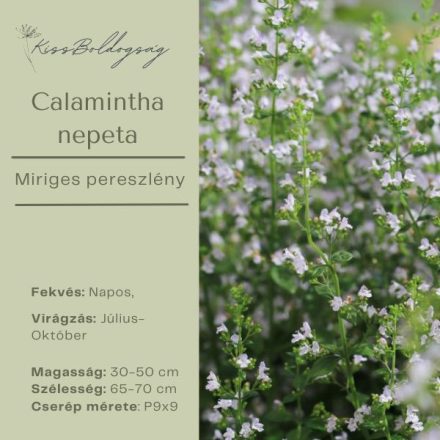 Calamintha nepeta - Mirigyes Pereszlény