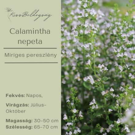 Calamintha nepeta - Mirigyes Pereszlény