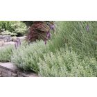 Calamintha nepeta - Mirigyes Pereszlény