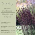 Molinia arundinacea ‘Black Arrows’- Kékperje