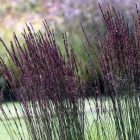 Molinia arundinacea ‘Black Arrows’- Kékperje