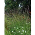 Molinia arundinacea ‘Black Arrows’- Kékperje