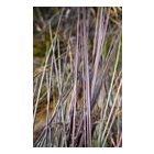 Molinia arundinacea ‘Black Arrows’- Kékperje