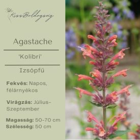 Agastache ‘Kolibri’ - Izsópfű 'Kolibri'