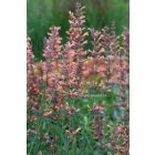 Agastache ‘Kolibri’ - Izsópfű 'Kolibri'
