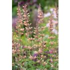 Agastache ‘Kolibri’ - Izsópfű 'Kolibri'