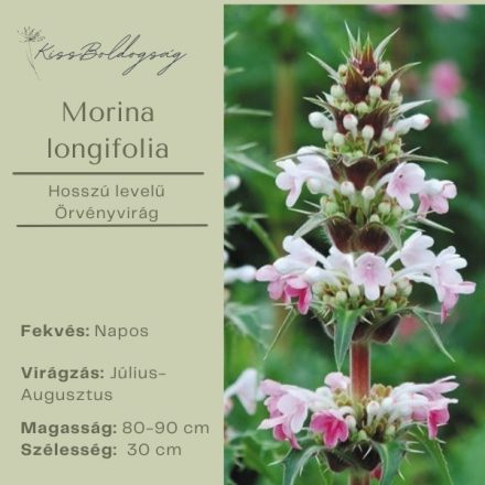 Morina longifolia - Hosszú levelű örvényvirág