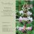 Morinia longifolia - Hosszú levelű örvényvirág