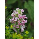 Morina longifolia - Hosszú levelű örvényvirág