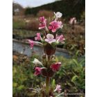 Morina longifolia - Hosszú levelű örvényvirág